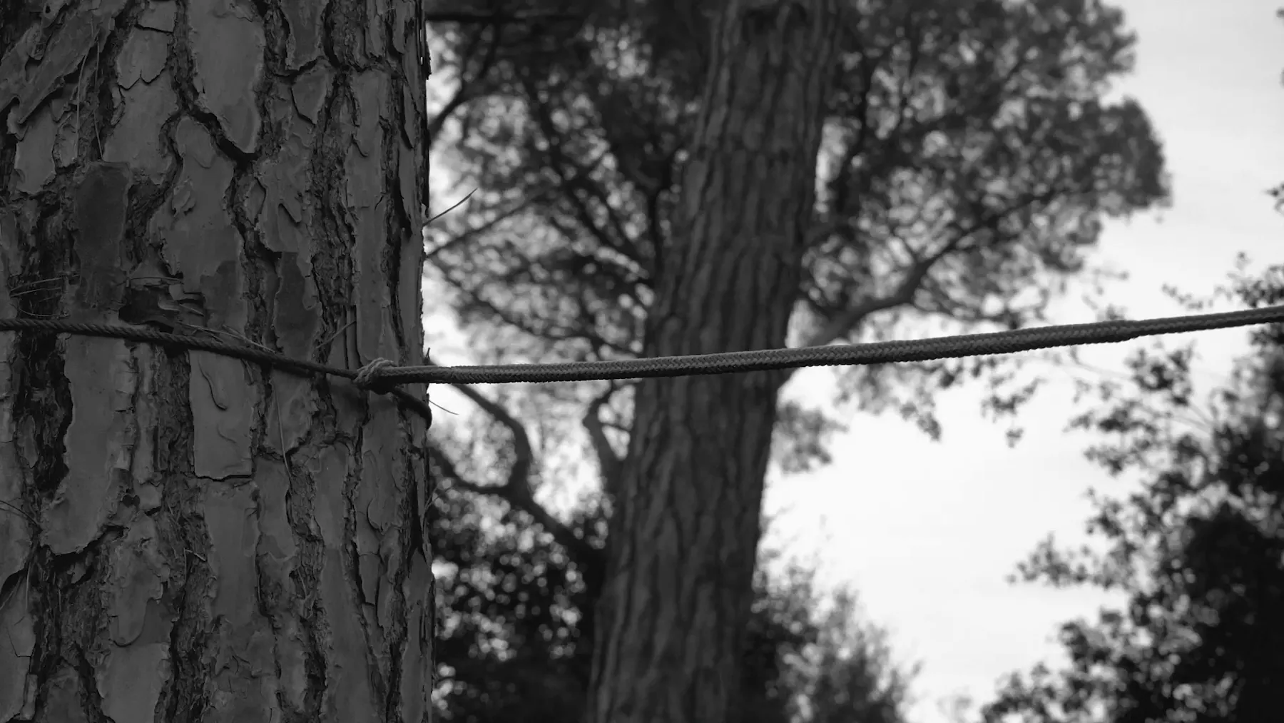 Cuerda tendida entre dos pinos